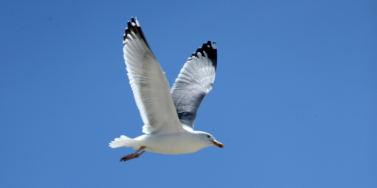 Bird.fan Seagull Slide 1
