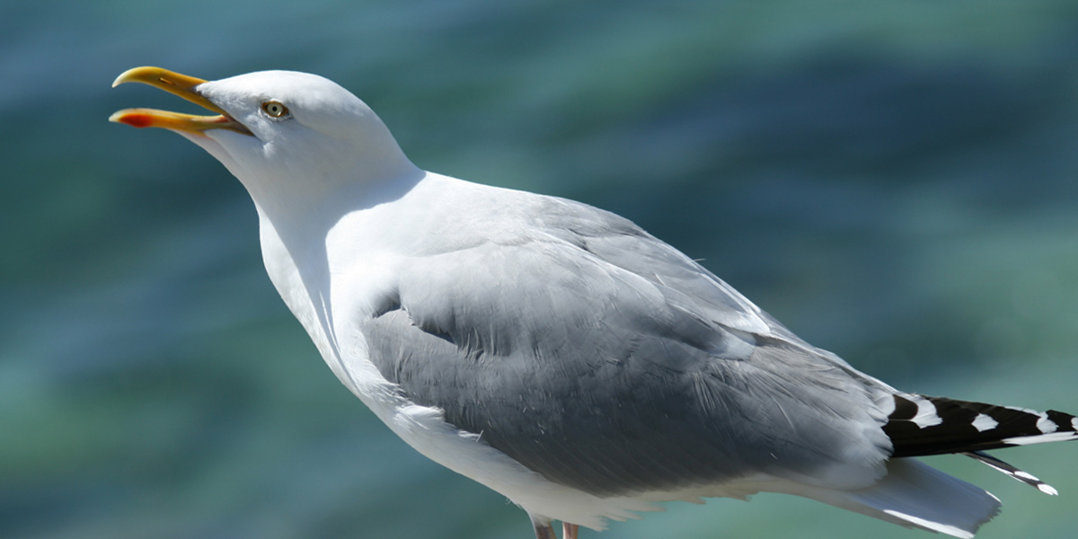 Bird.fan Seagull Slide 2