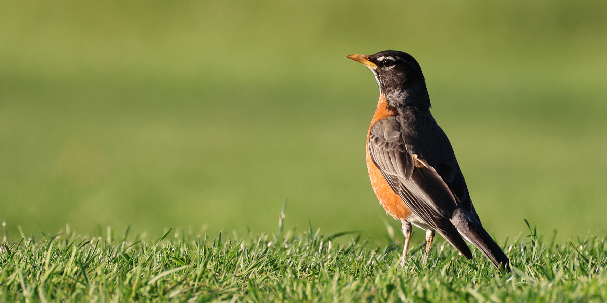 Bird.fan Robin