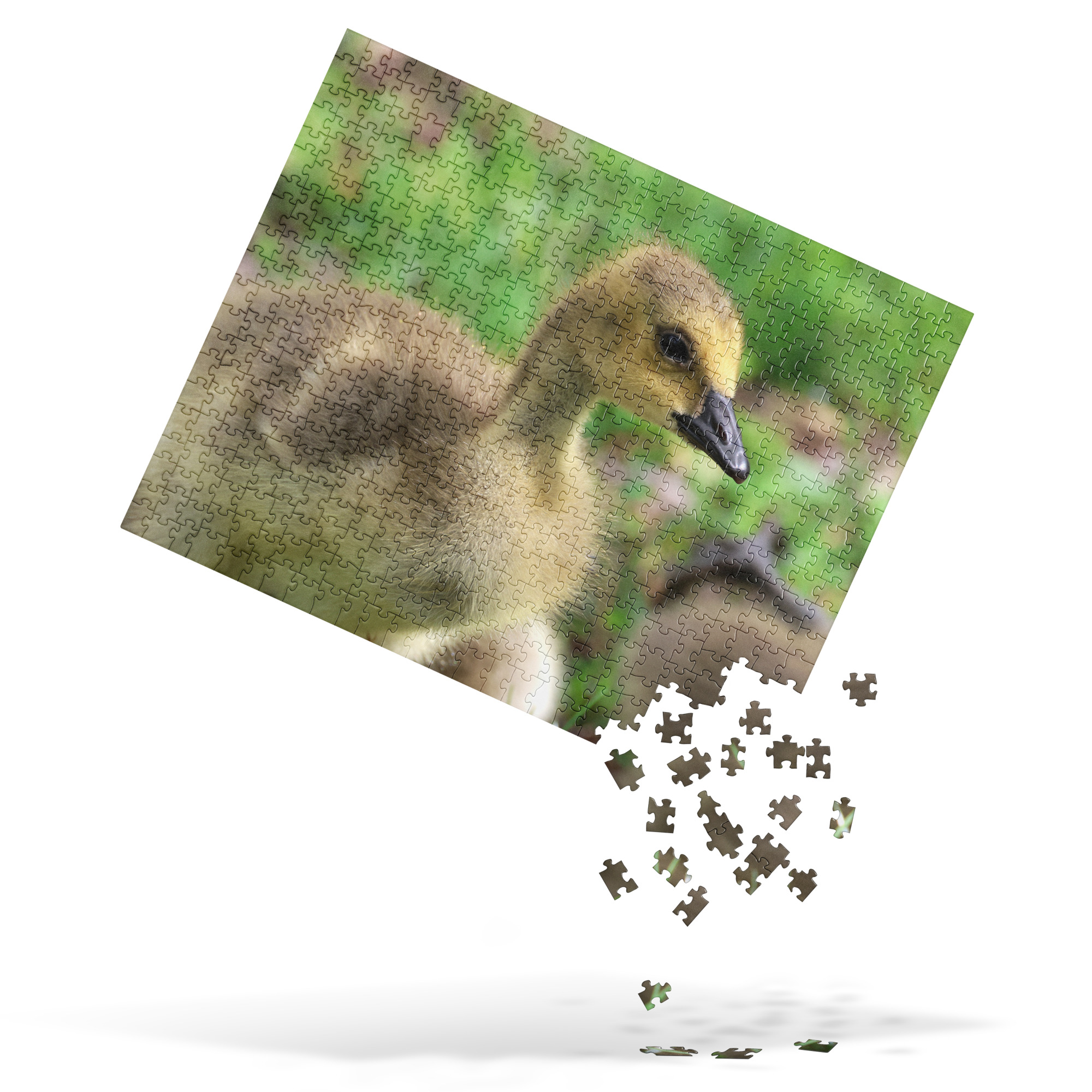 Baby Goose 520-piece Jigsaw Puzzle Baby Goose 520-piece Jigsaw Puzzle